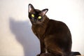 Brown Burmese Cat with Chocolate fur color and yellow eyes, Curious Looking, European Burmese Personality Royalty Free Stock Photo