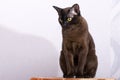 Brown Burmese Cat with Chocolate fur color and yellow eyes, Curious Looking, European Burmese Personality Royalty Free Stock Photo