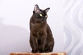 Brown Burmese Cat with Chocolate fur color and yellow eyes, Curious Looking, European Burmese Personality Royalty Free Stock Photo