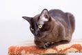 Brown Burmese Cat with Chocolate fur color and yellow eyes, Curious Looking, European Burmese Personality Royalty Free Stock Photo