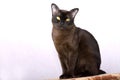 Brown Burmese Cat with Chocolate fur color and yellow eyes, Curious Looking, European Burmese Personality Royalty Free Stock Photo