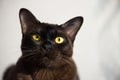 Brown Burmese Cat with Chocolate fur color and yellow eyes, Curious Looking, European Burmese Personality. Close-up portrait Royalty Free Stock Photo