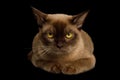 Brown burmese cat isolated on black background Royalty Free Stock Photo