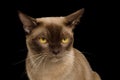 Brown burmese cat isolated on black background Royalty Free Stock Photo