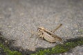 A brown bush cricket sitting on wood the ground Royalty Free Stock Photo