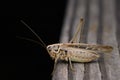 A brown bush cricket sitting on wood Royalty Free Stock Photo