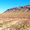 brown bush in valley morocco vites dry mountain Royalty Free Stock Photo