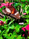 Brown butterflies look for flower honey essence to survive