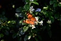 Brown butterflies perch on trees and suck flower essence Royalty Free Stock Photo