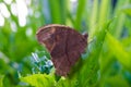 Brown butterflies perched on green leaves