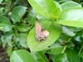 Brown butterflies preyed on by spiders on leaves