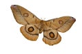 The Brown Butterfly