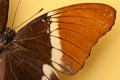 A brown butterfly Royalty Free Stock Photo