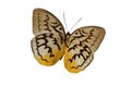 The Brown Butterfly 2