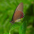 Brown Butterfly