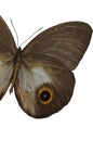 The Brown Butterfly 3