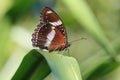 Brown Butterfly