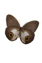 The Brown Butterfly 4