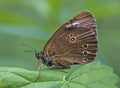 Brown butterfly - Aphantopus hyperantus