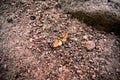 Brown butterfly on granite pebbles