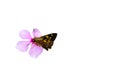 Brown Butterfly on beautiful pink purple flower isolated on white background. Royalty Free Stock Photo