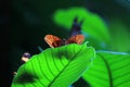 Brown butterfly on a big green leaf