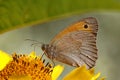 A brown butterfly on the blossom of Heliopsis helianthoides