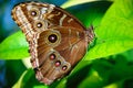 Brown butterfly Royalty Free Stock Photo