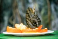 Brown butterfly eating an orange Royalty Free Stock Photo