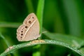 Brown butterfly feeding on green grass leaf