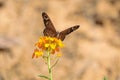 Erysimum bungei and butterfly