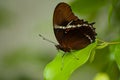 Brown butterfly on ficus leaf in a tropical green house Royalty Free Stock Photo