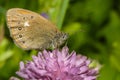 Brown butterfly on field flowers, close-up