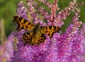 Brown butterfly on a flower pink astilba. Royalty Free Stock Photo