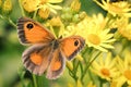 Brown butterfly foraging in bed of yellow flowers