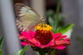 Brown butterfly in front position drinking nectar from the flower Zapato de Obispo Royalty Free Stock Photo