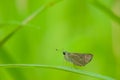 Brown butterfly on a green background