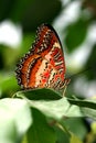 Brown butterfly on green leaf Royalty Free Stock Photo