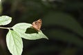 Brown butterfly on green leaf black dots Royalty Free Stock Photo