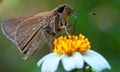 Brown Butterfly Royalty Free Stock Photo