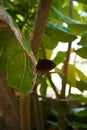 Brown Butterfly jungle life