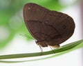 Brown Butterfly Laying Eggs Royalty Free Stock Photo