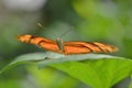 Hnědý motýl na list v makro fotografování 