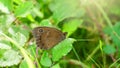 Brown butterfly on a leaf in the mountains, Basque Country Royalty Free Stock Photo