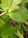 Brown butterfly on the leaves in high angel