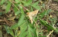 Brown butterfly moth on green plant, closeup Royalty Free Stock Photo