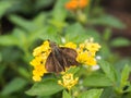 Brown Butterfly is Nectar Royalty Free Stock Photo