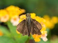 Brown Butterfly is Nectar Royalty Free Stock Photo