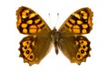 Brown butterfly Royalty Free Stock Photo