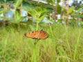 A brown butterfly perched on the grass and bushes in the yard Royalty Free Stock Photo
